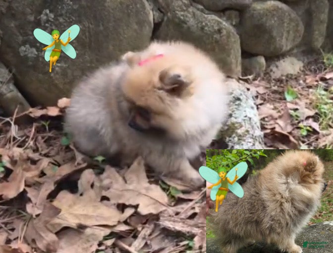 Pomeranian dogs NYX - F - Ad 2