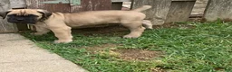 Cane Corso dogs for sale: Cane Corso 2 - Ad 5