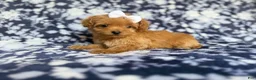 Cockapoo dogs for sale: Fergi - Ad 1