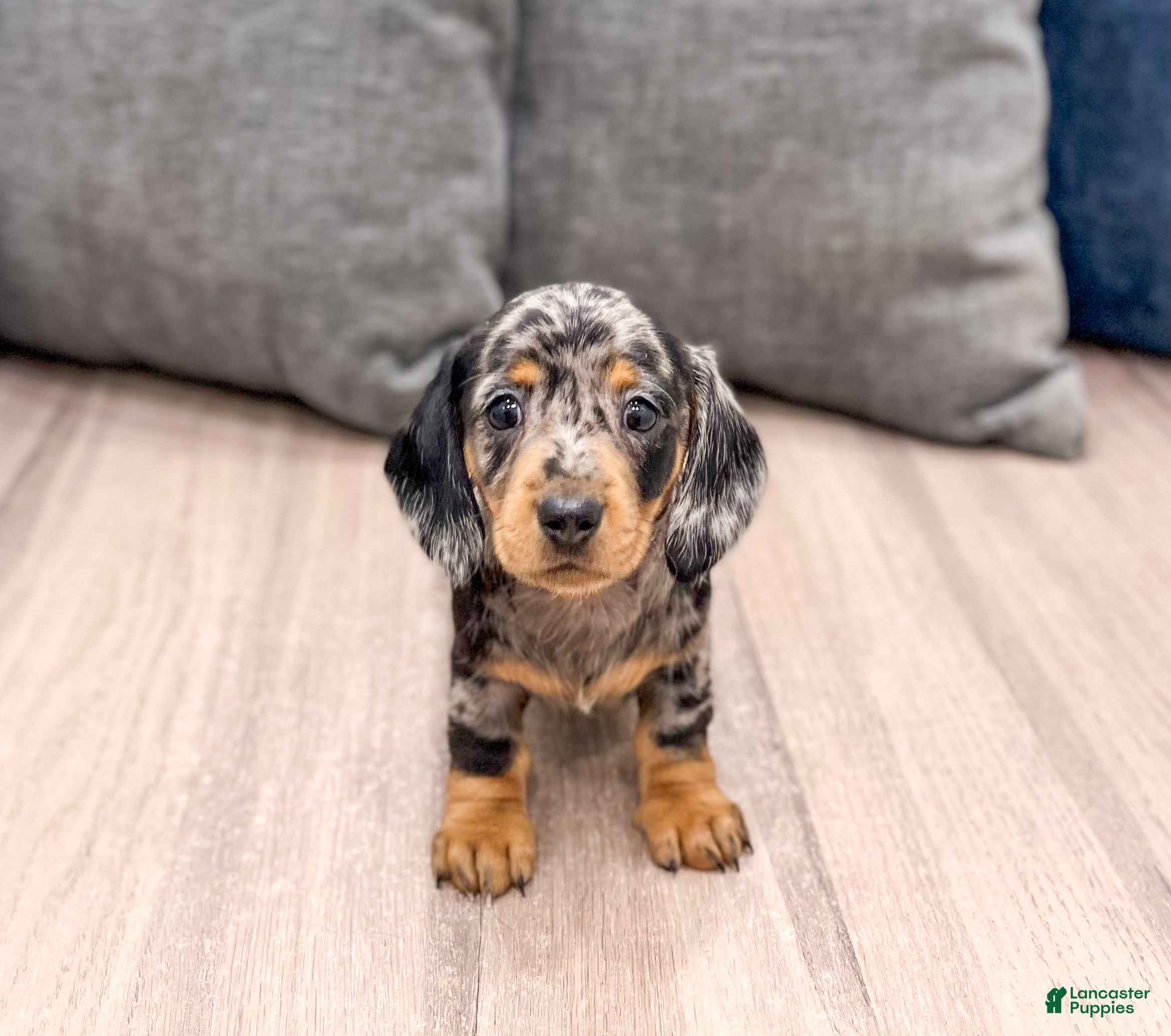 Miniature Dachshund dogs Jennifer - Ad 2
