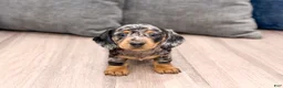Miniature Dachshund dogs for sale: Jennifer - Ad 2