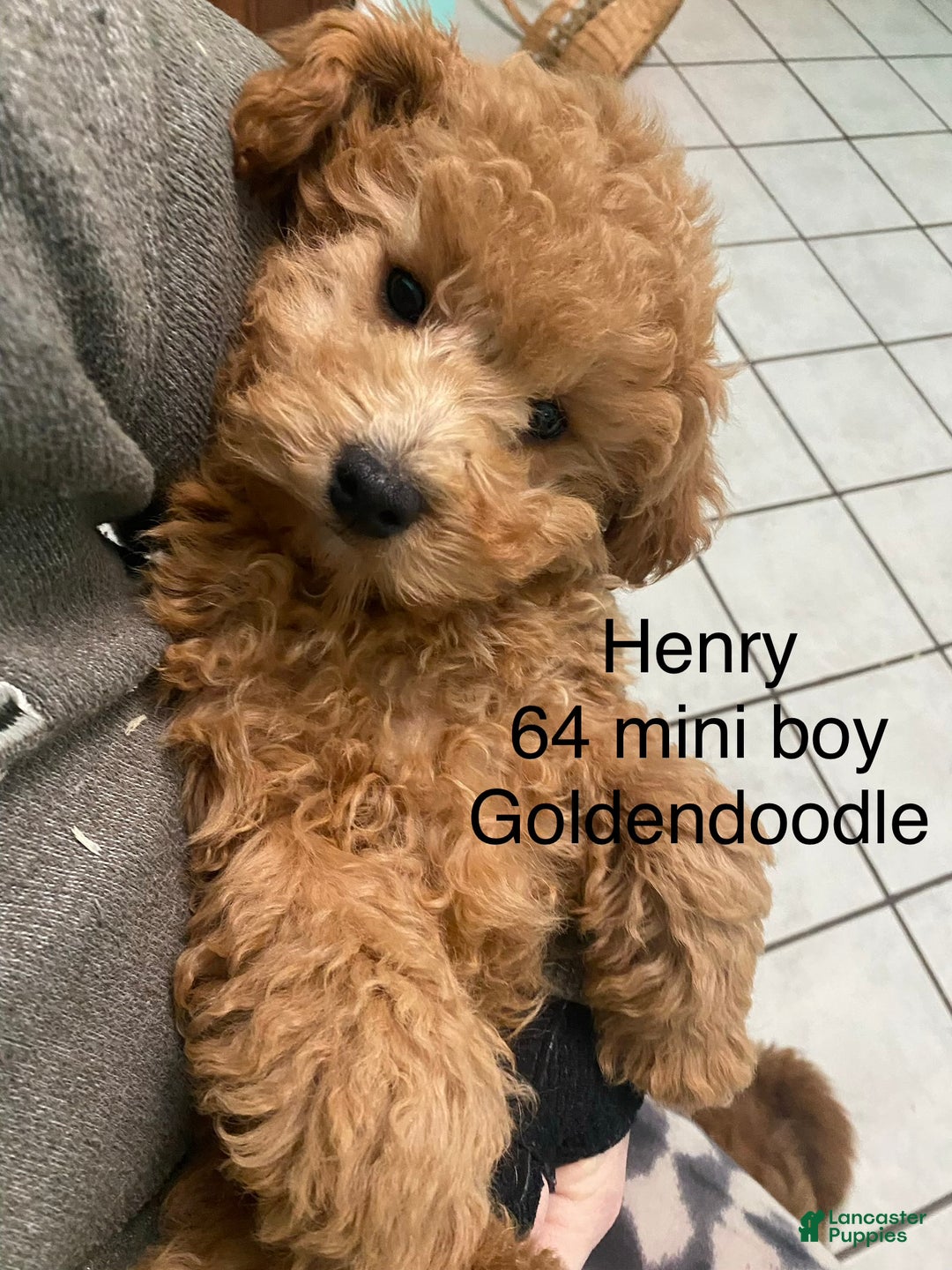 Mini Goldendoodle dogs for sale: Mini Goldendoodle Puppy Henry  - Ad 2