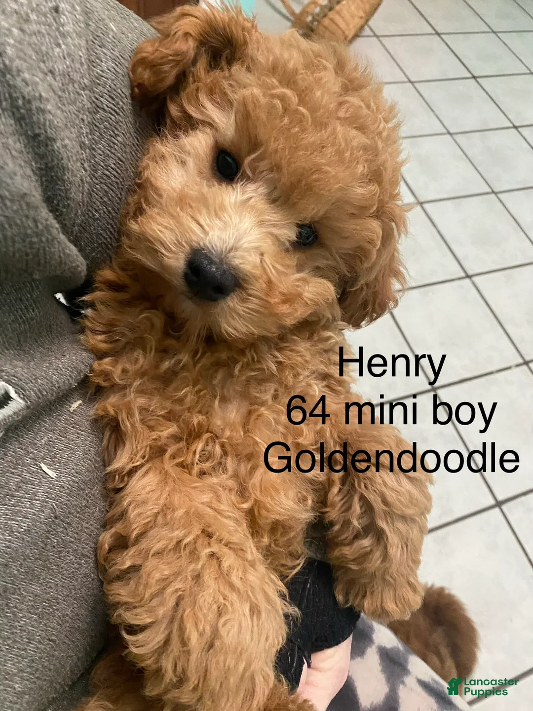 Mini Goldendoodle dogs for sale: Mini Goldendoodle Puppy Henry  - Ad 2
