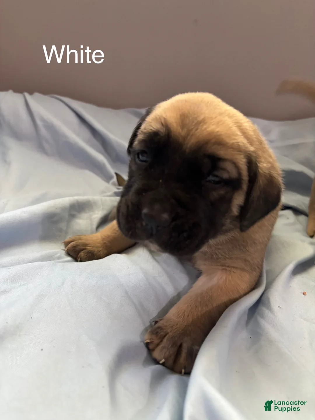 English Mastiff dogs for sale: White - Ad 1