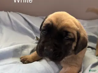 English Mastiff dogs White - Ad 4