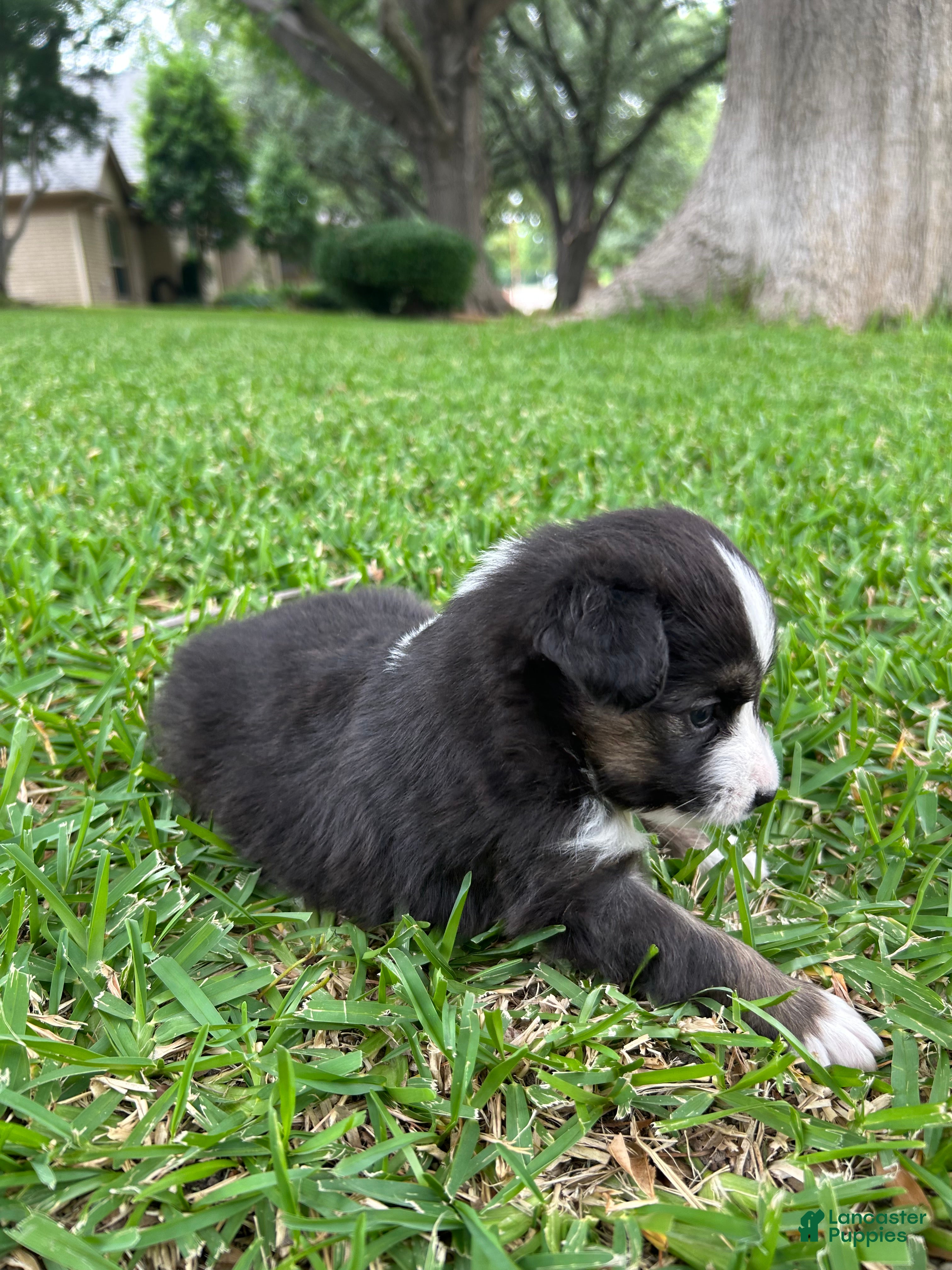 Miniature Australian Shepherd dogs for sale: Sunny - Ad 4