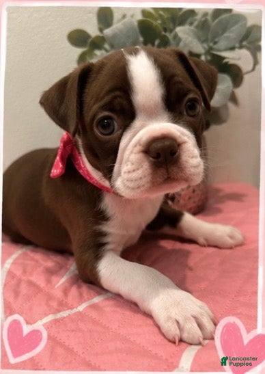 Boston Terrier dogs Halo - Ad 33