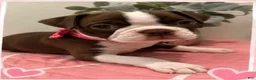 Boston Terrier dogs for sale: Halo - Ad 1