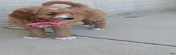Goldendoodle dogs for sale: Ivy - Ad 5