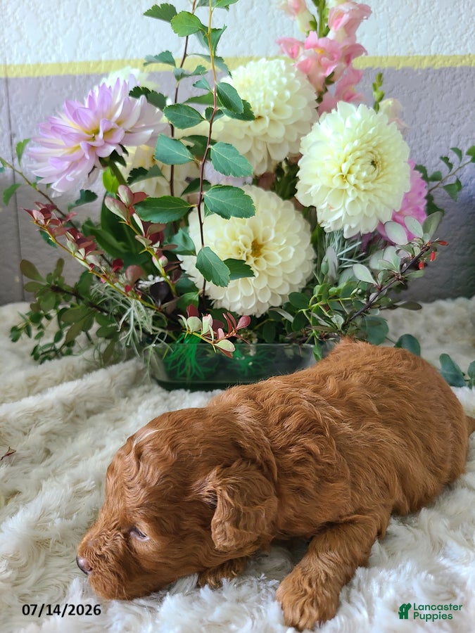 Mini Goldendoodle dogs Ingrid - Ad 2