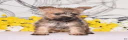 Cairn Terrier dogs for sale: Juniper - Ad 3