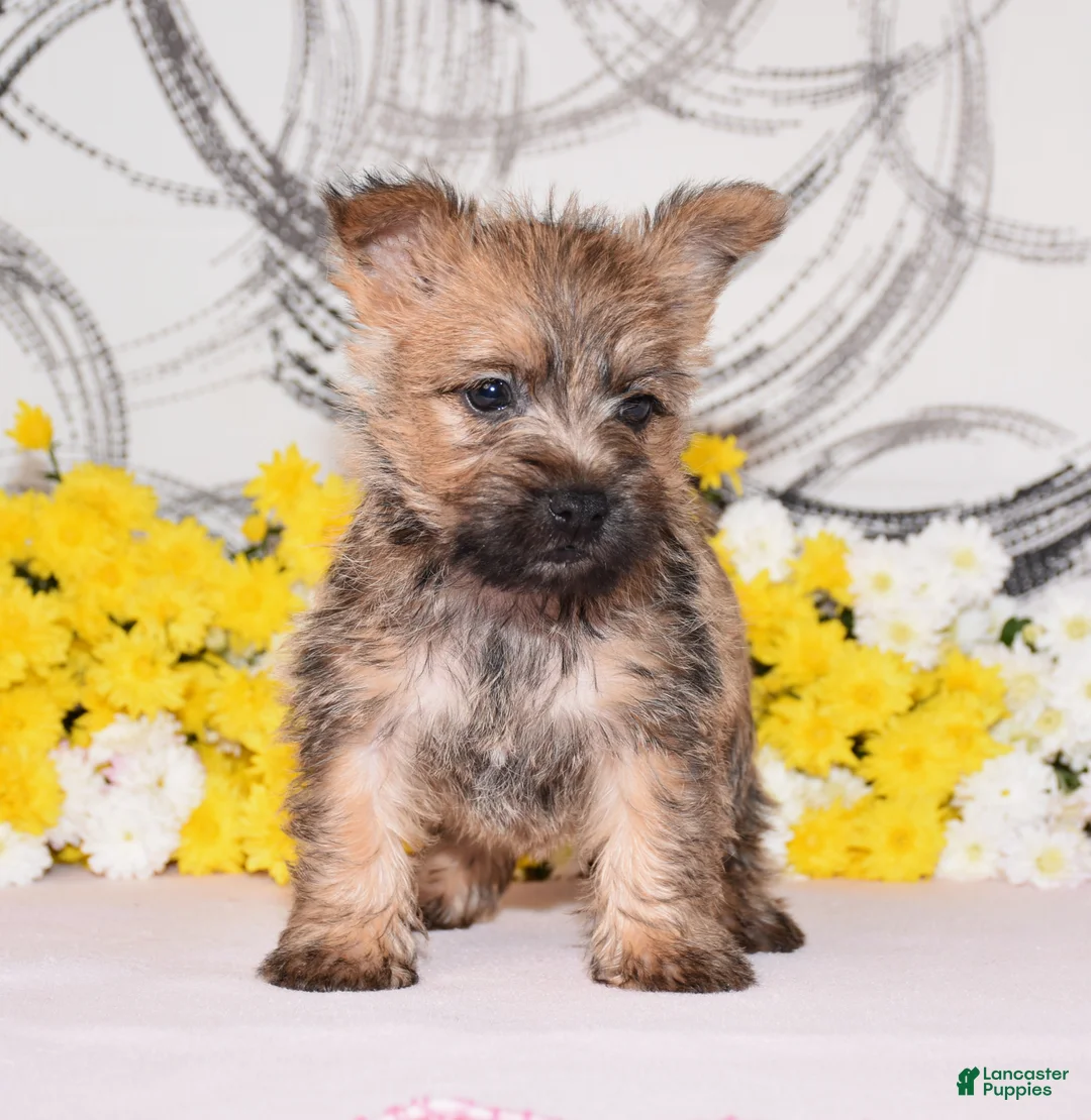 Cairn Terrier dogs for sale: Juniper - Ad 3