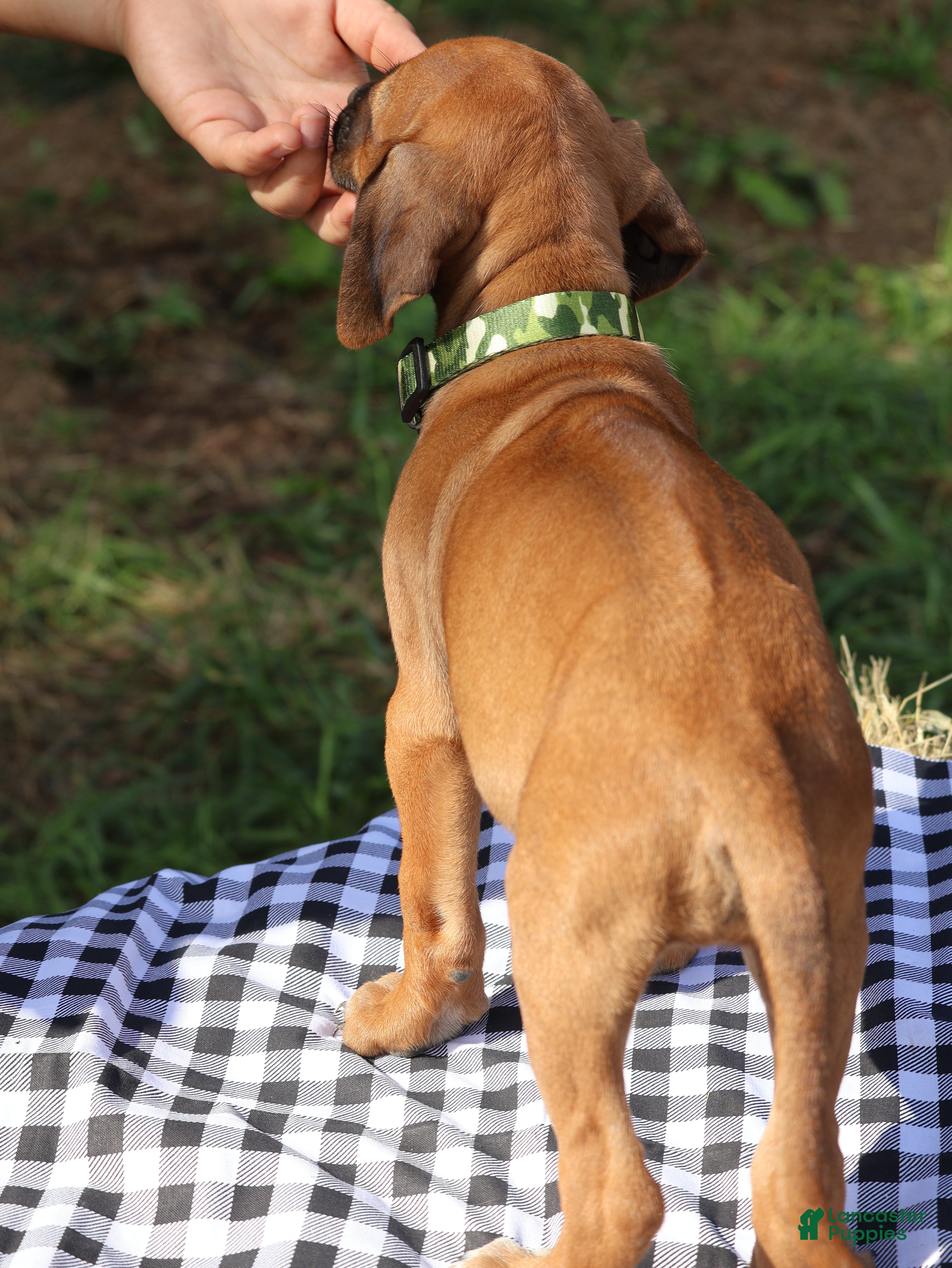 Rhodesian Ridgeback dogs Sky - Ad 2