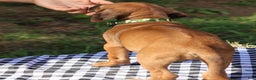 Rhodesian Ridgeback dogs for sale: Sky - Ad 2