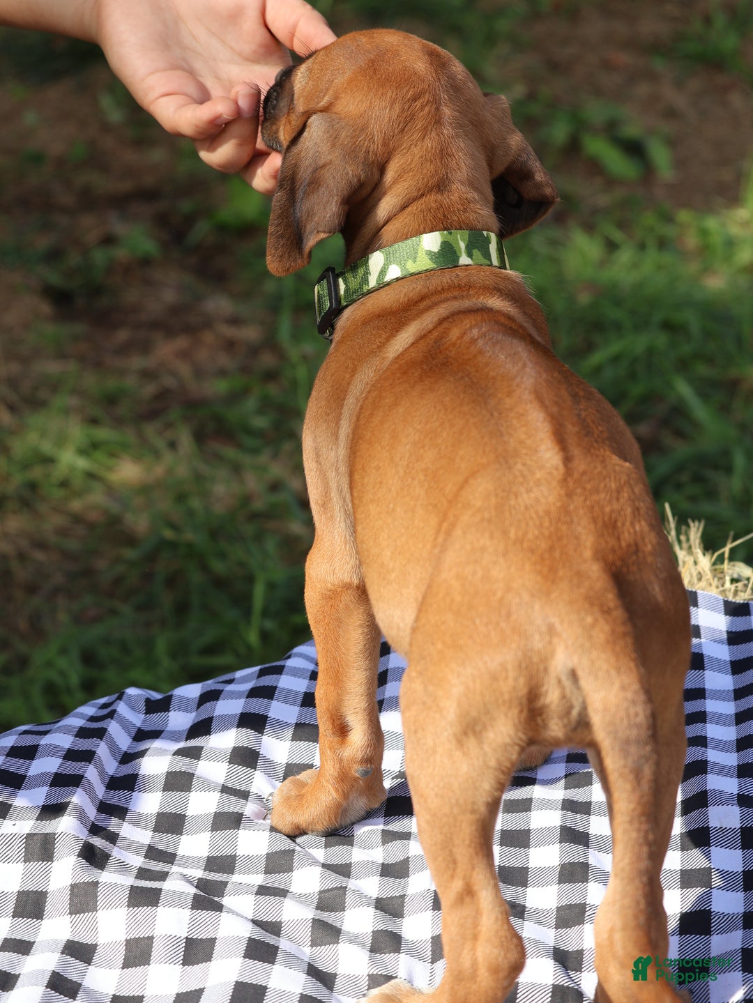 Rhodesian Ridgeback dogs for sale: Sky - Ad 2