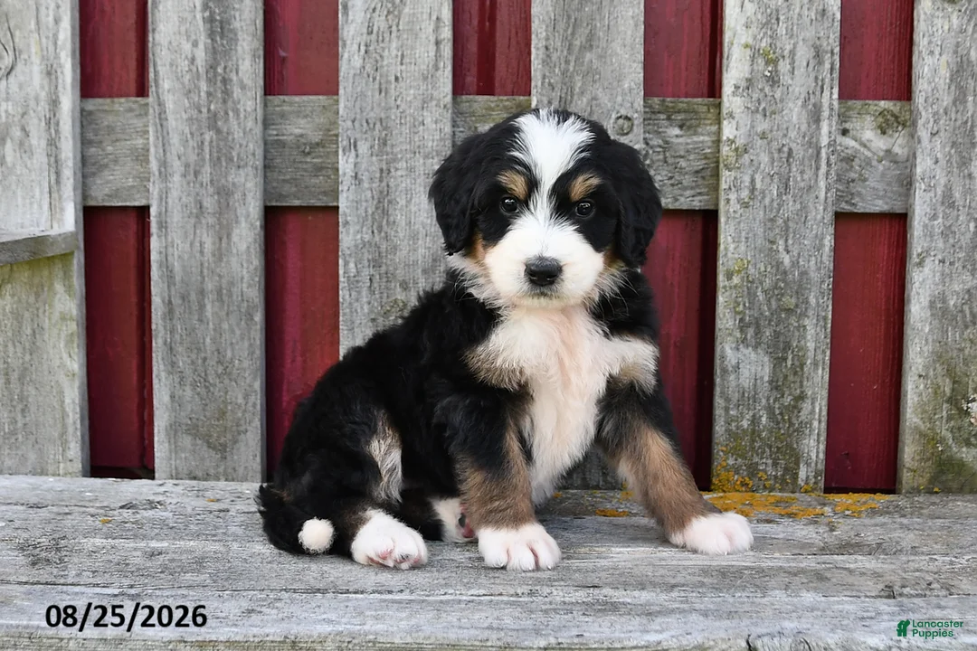 Bernedoodle dogs for sale: Kate - Ad 1
