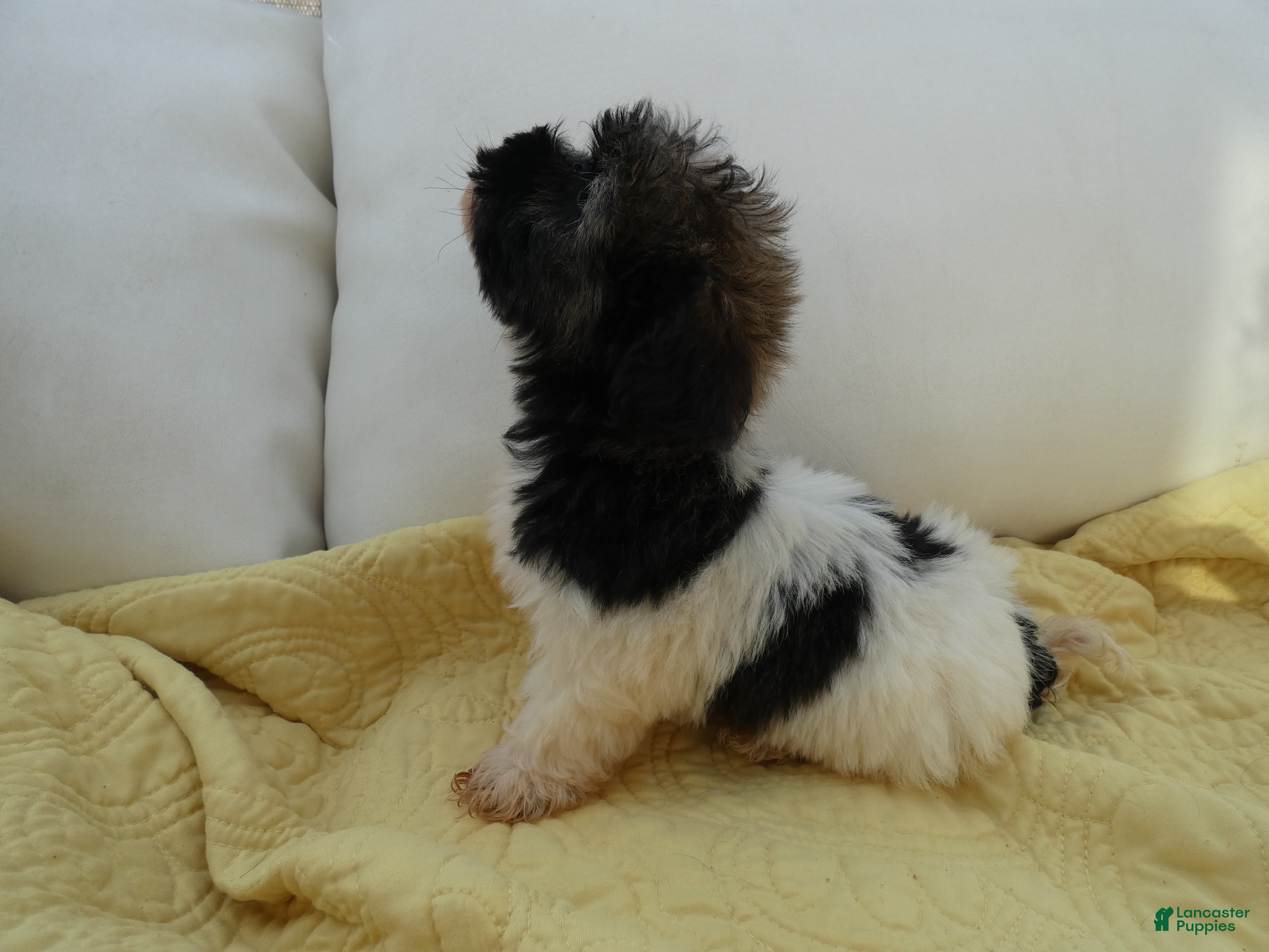 Havanese dogs Max_Male - Ad 1