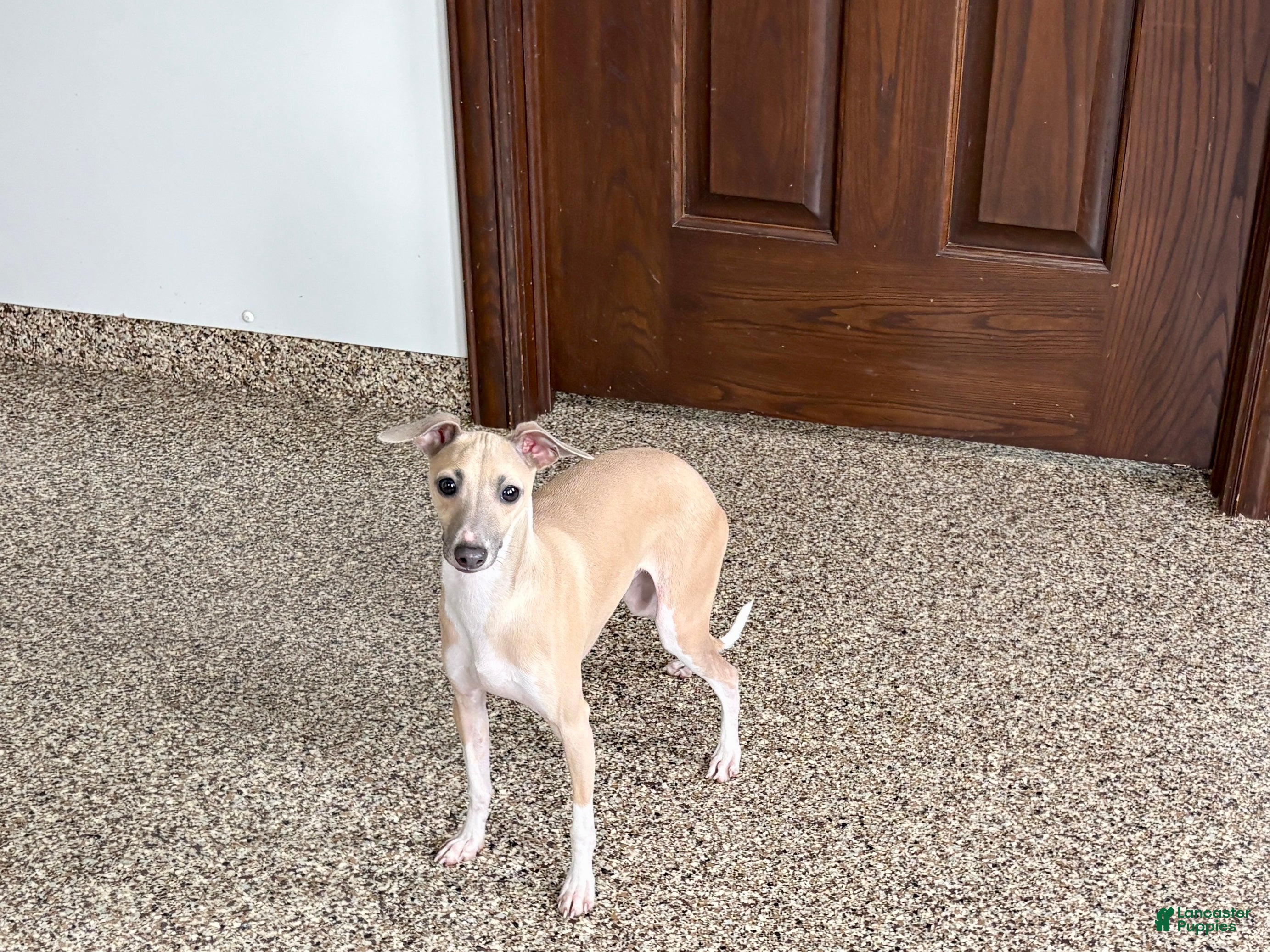 Italian Greyhound dogs Norm - Ad 1