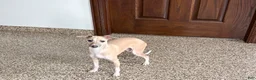 Italian Greyhound dogs for sale: Norm - Ad 1