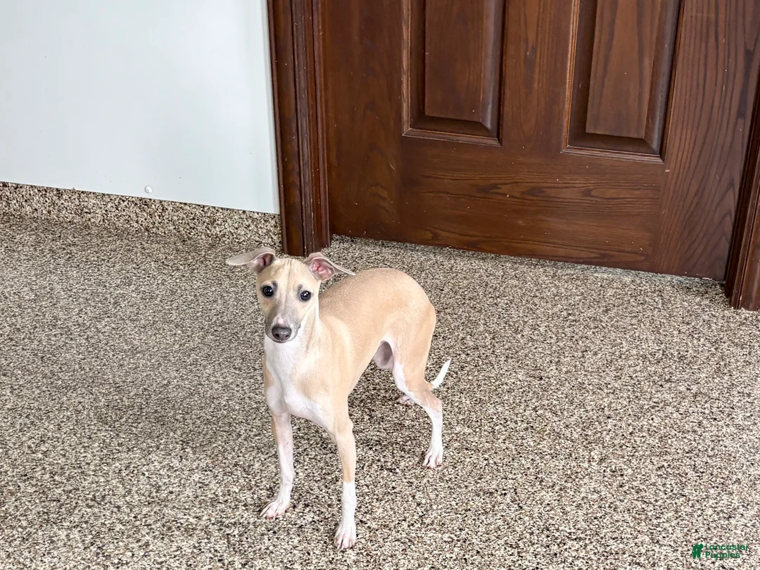 Italian Greyhound dogs for sale: Norm - Ad 1
