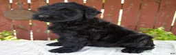 Giant Schnauzer dogs for sale: Teresa - Ad 5