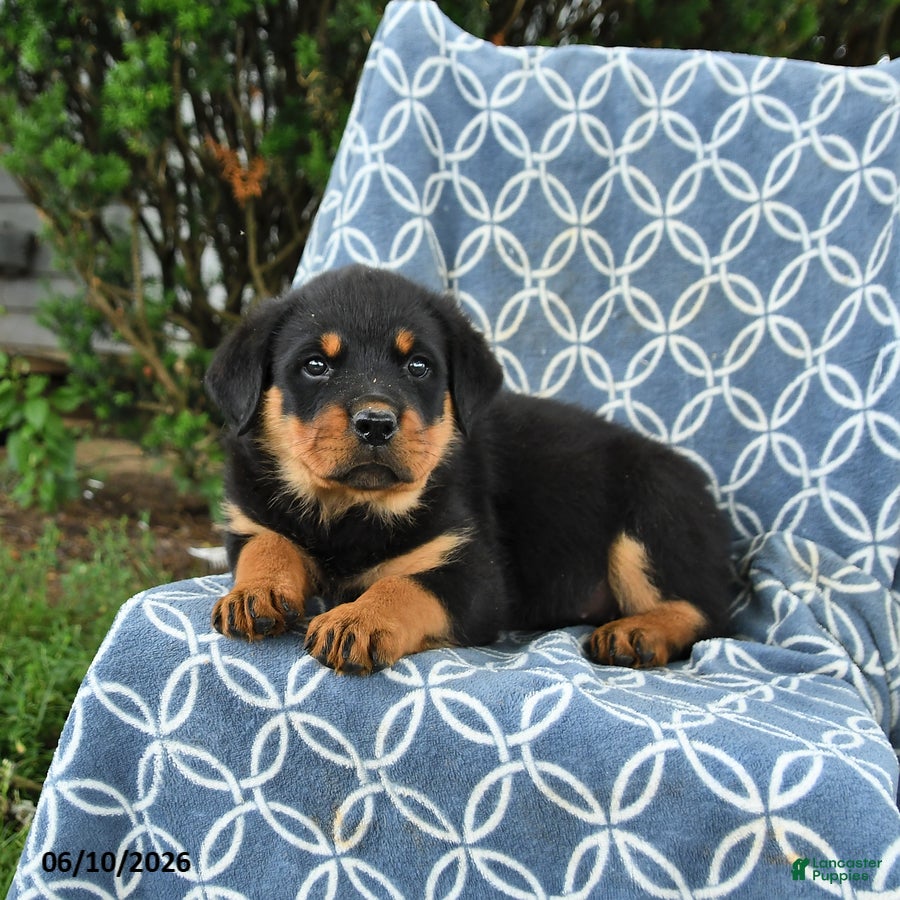 Rottweiler dogs Mocha - Ad 2