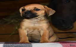Puggle dogs for sale: Nick - Image 2