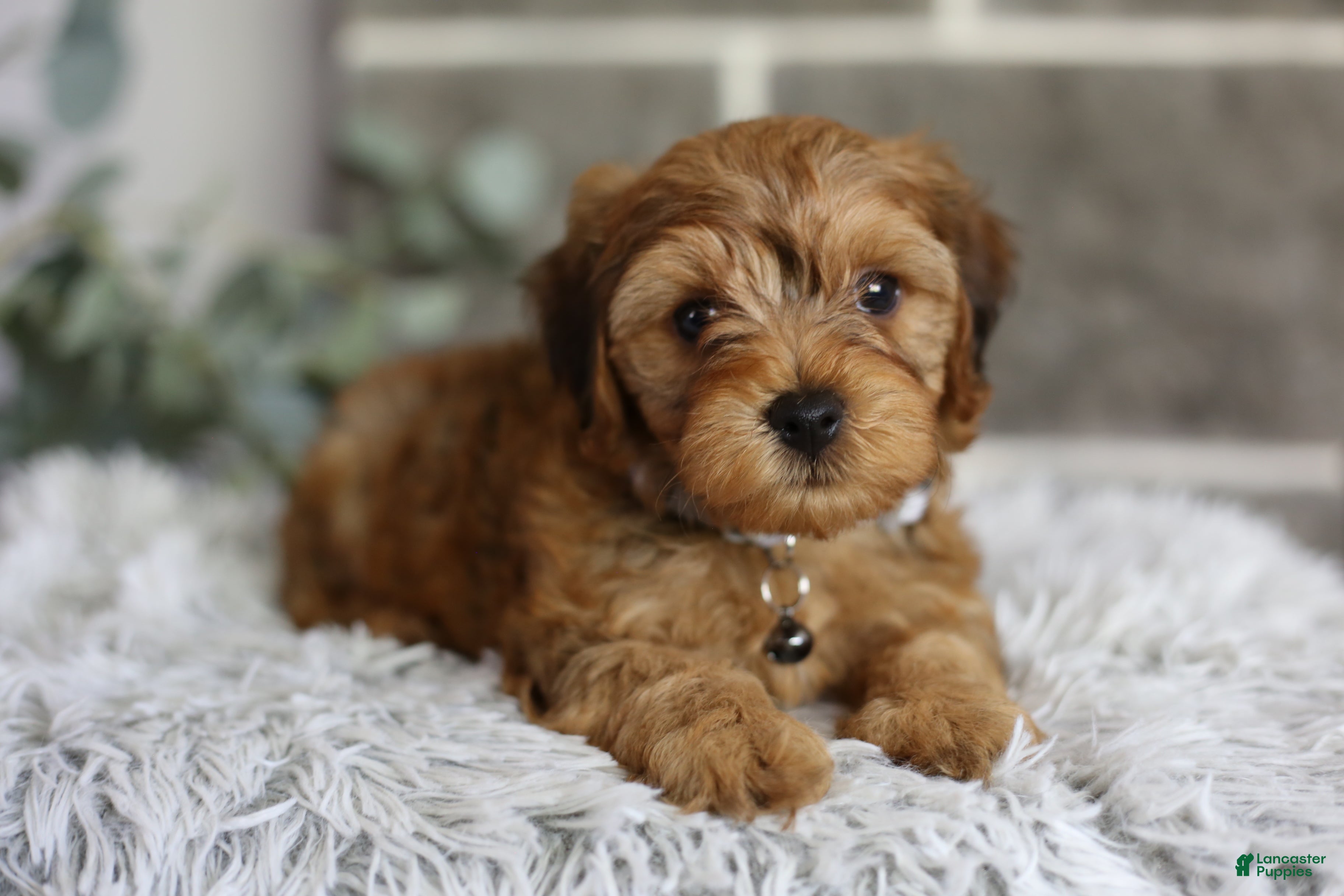 Yorkiepoo dogs Reggie - Ad 2