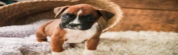 Boxer dogs for sale: Matcha - Ad 2
