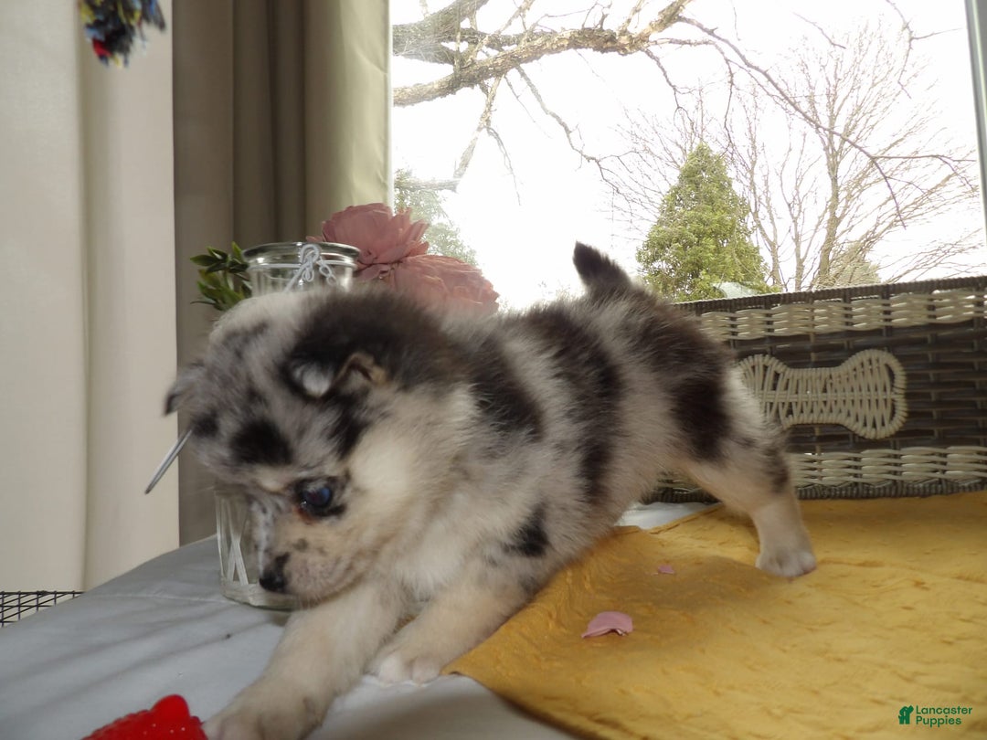 Gallery Image {{count}}