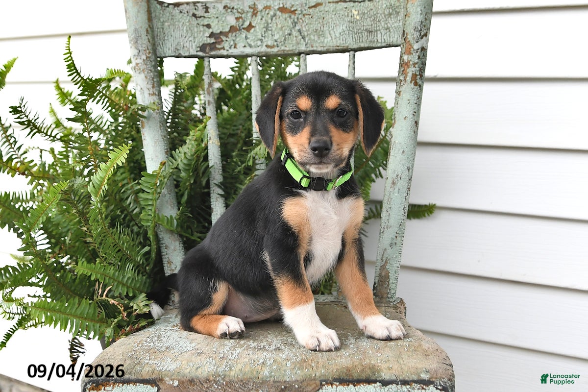 Beagle dogs Rayna - Ad 2