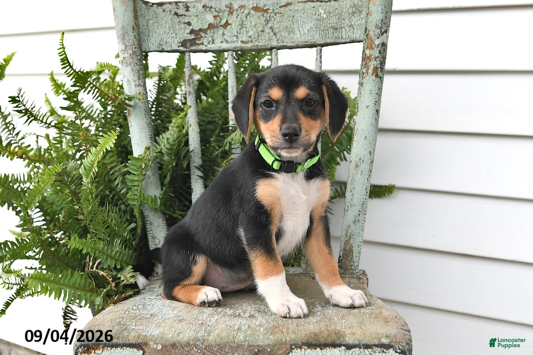 Beagle dogs for sale: Rayna - Ad 2