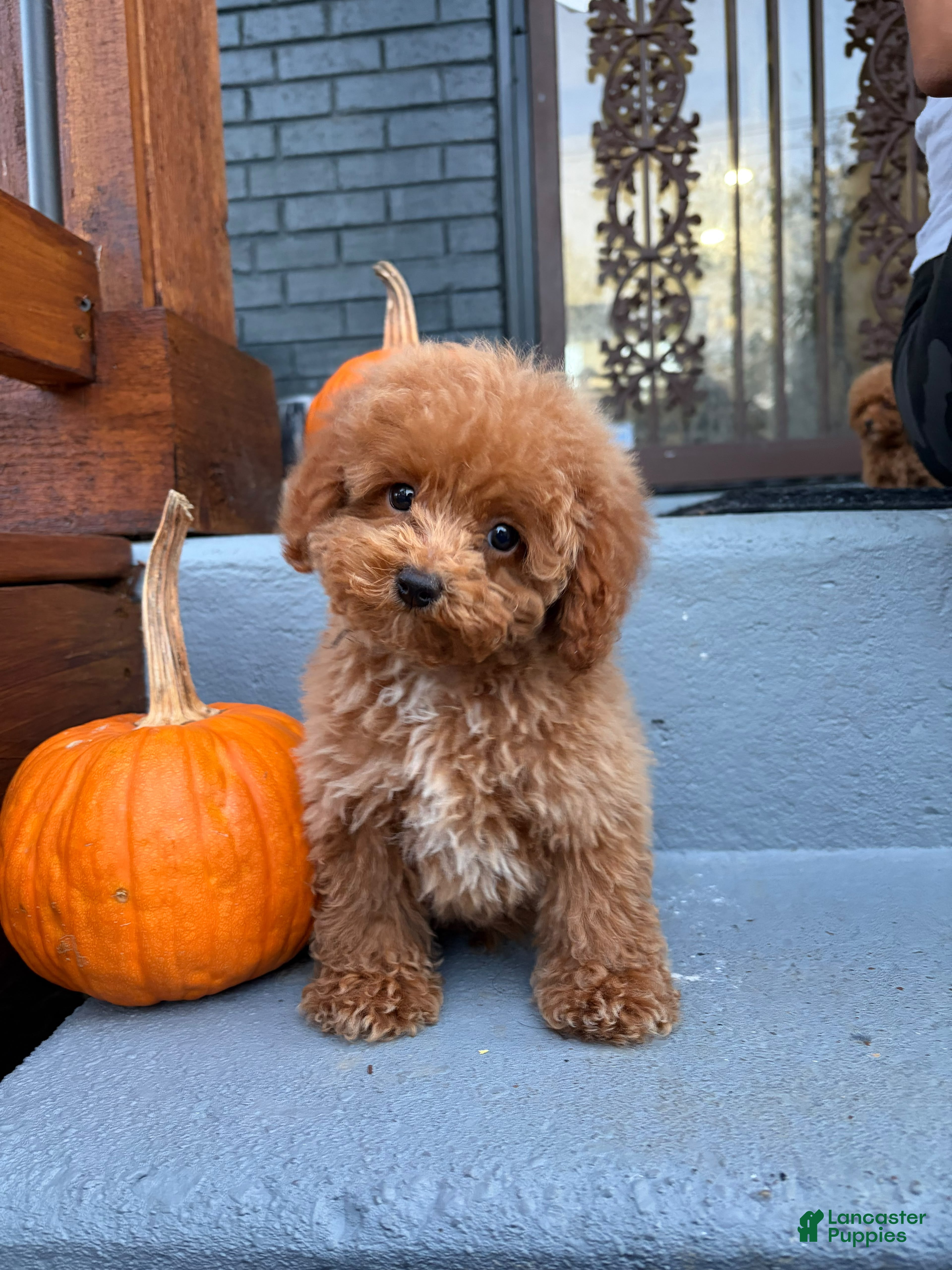 Toy Poodle dogs for sale: 🤎🐩Theo🤎🐩 - Ad 1