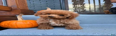 🤎🐩Theo🤎🐩