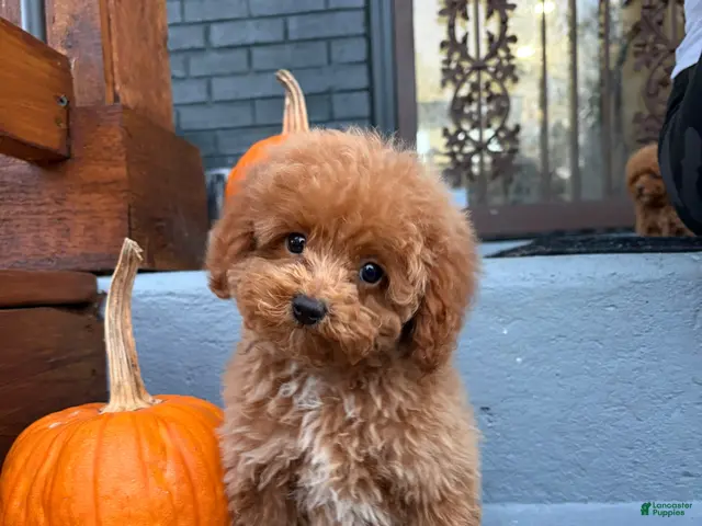 Toy Poodle dogs for sale: 🤎🐩Theo🤎🐩 - Ad 1