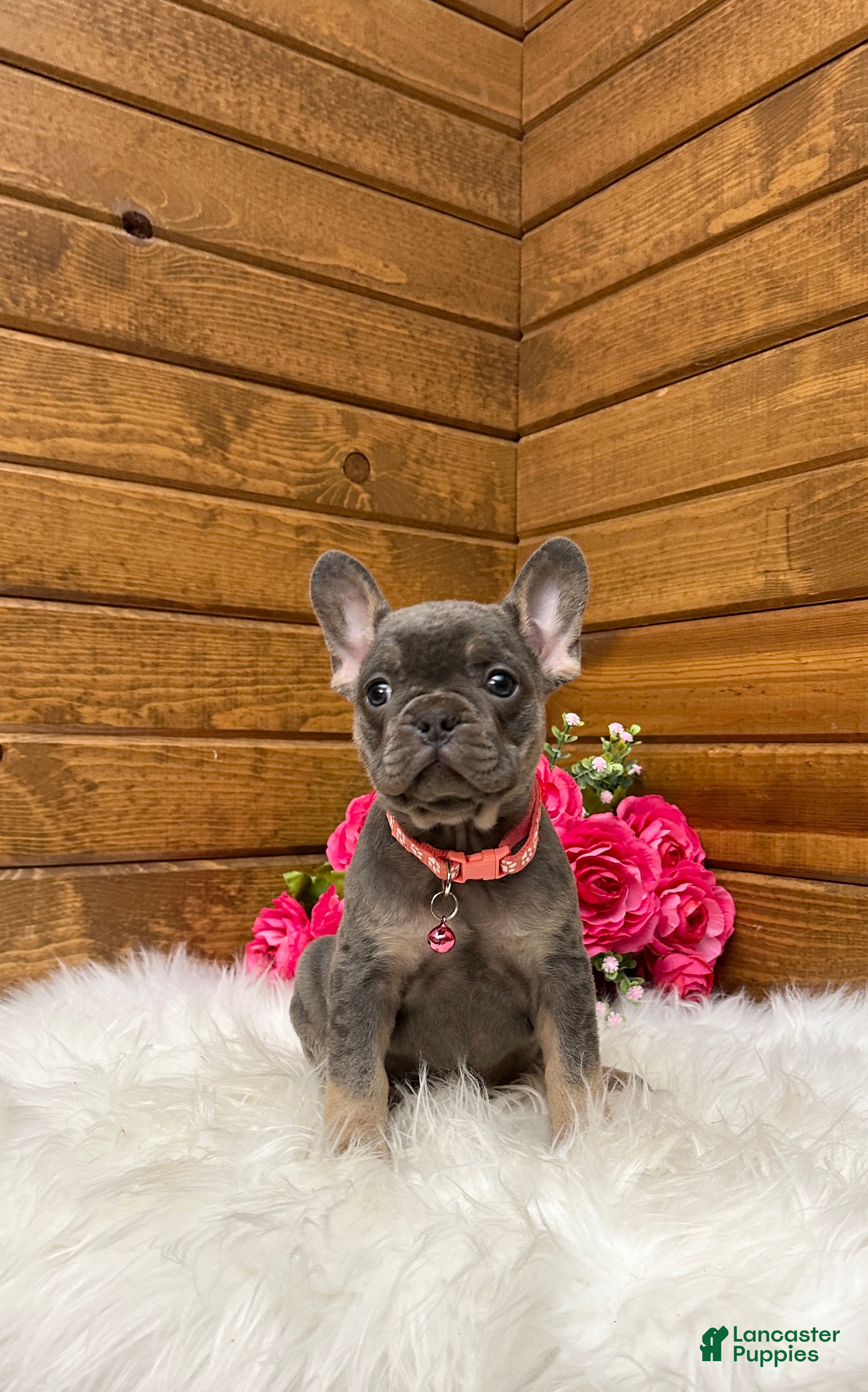 French Bulldog dogs Beau - Ad 1