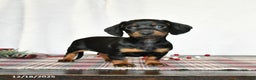 Miniature Dachshund dogs for sale: Sage - Ad 1