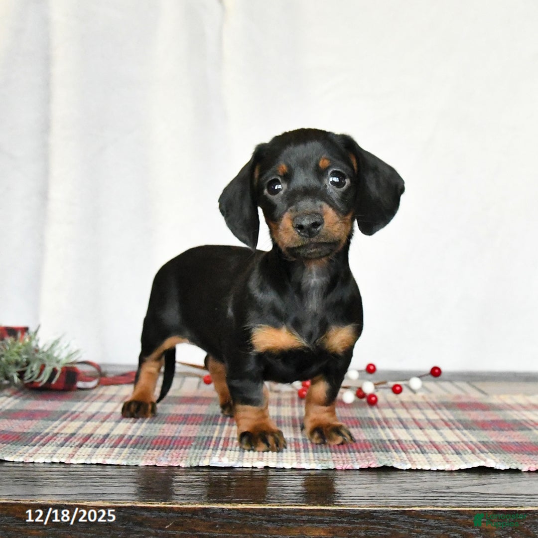 Miniature Dachshund dogs for sale: Sage - Ad 1
