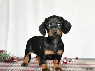 Miniature Dachshund dogs Sage - Ad 32