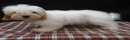 Shihpoo dogs for sale: Joker - Ad 3