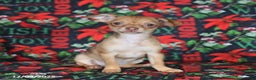 Chihuahua dogs for sale: Lila  - Ad 1