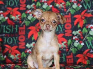 Chihuahua dogs Lila - Ad 30