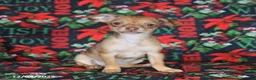 Chihuahua dogs for sale: Lila  - Ad 1