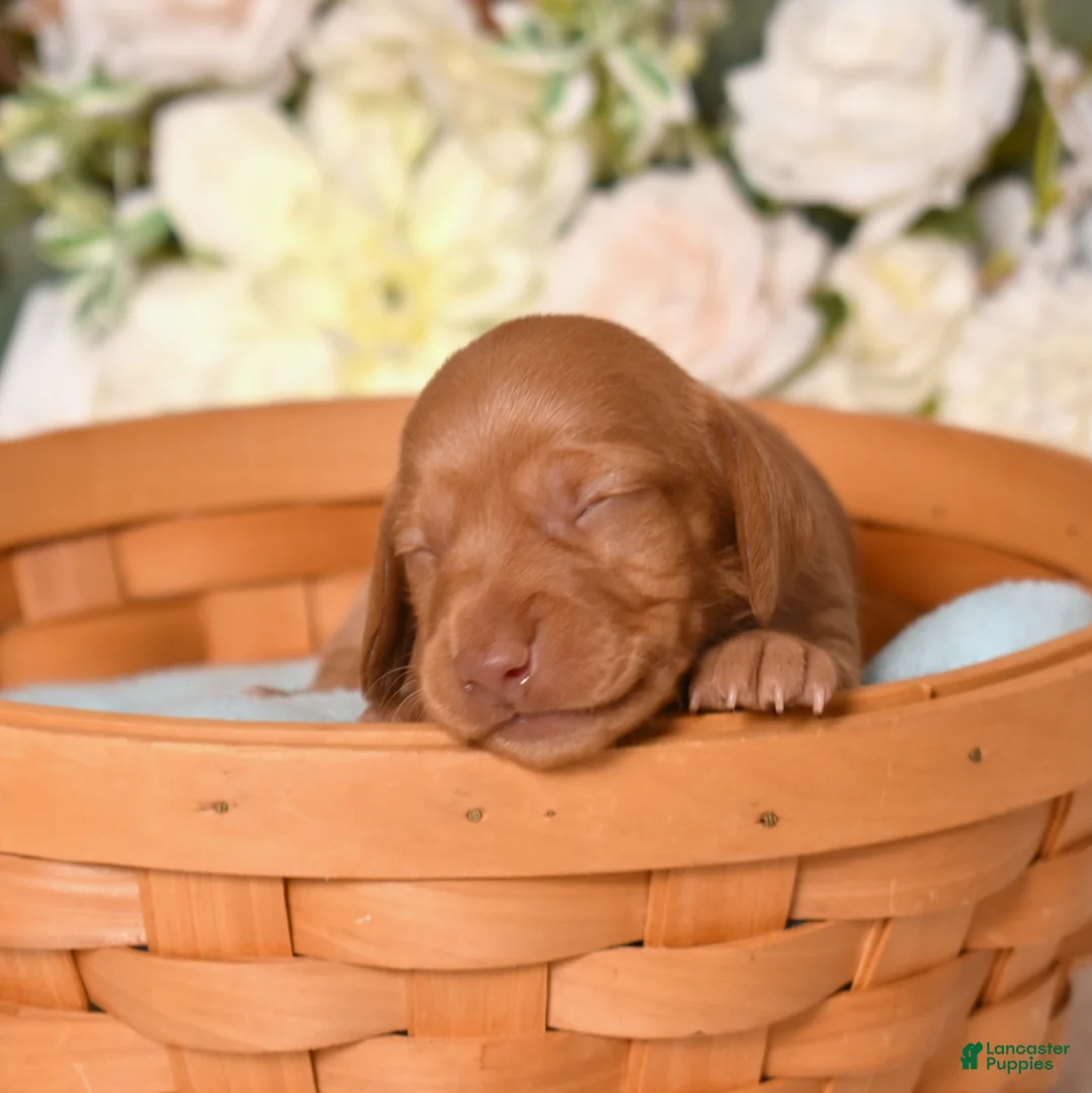 Miniature Dachshund dogs for sale: Espresso - Ad 1
