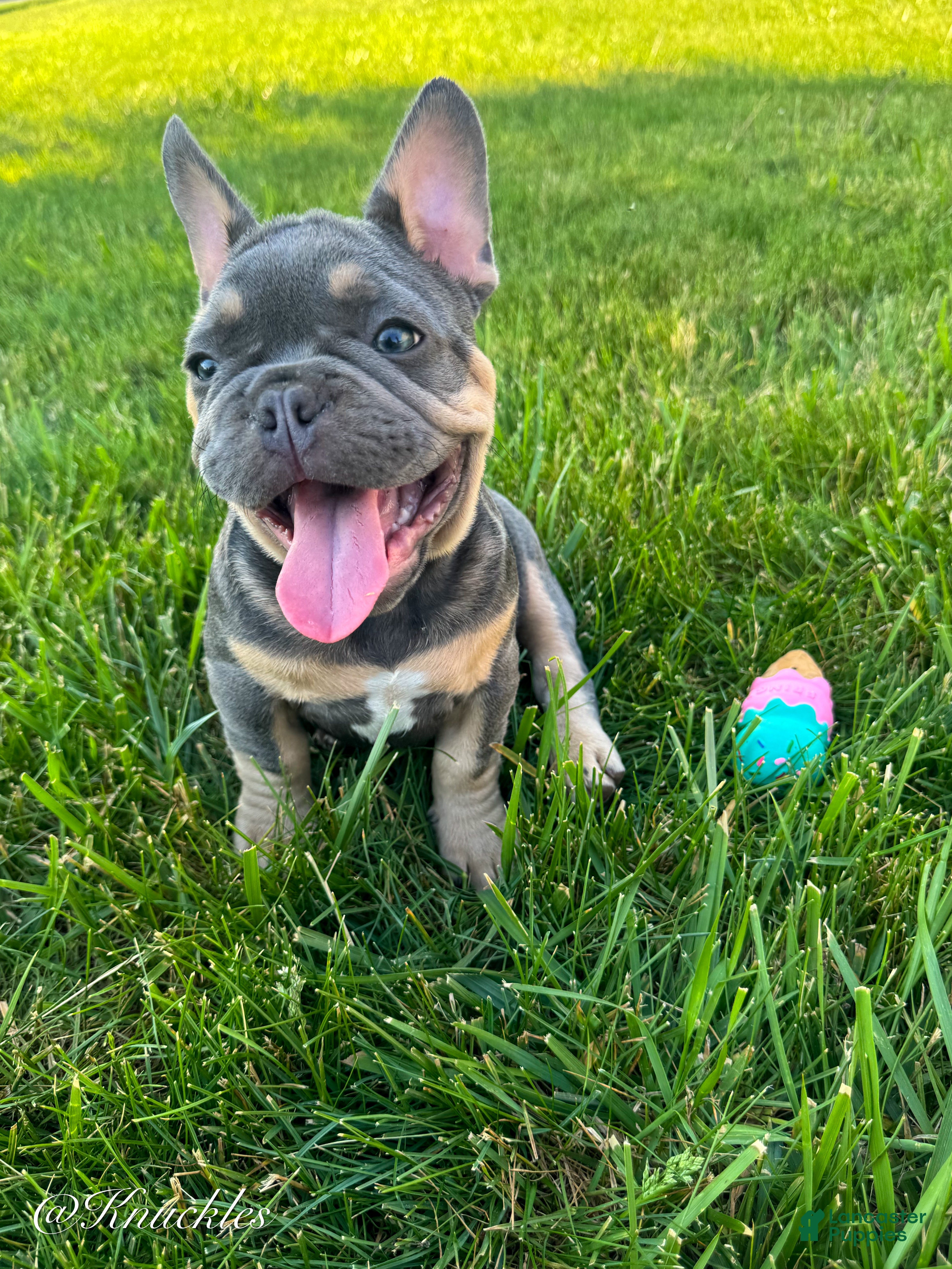 French Bulldog dogs Knuckles  - Ad 2