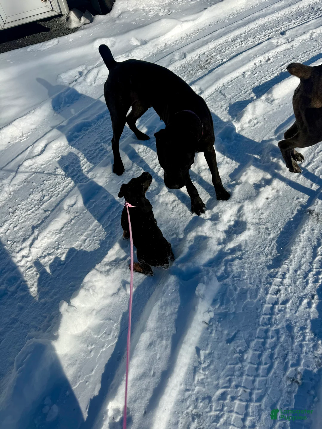 Mixed Breed dogs for sale: Pink - Ad 4