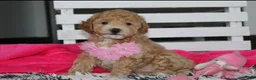 Bichpoo dogs for sale: Kallista  - Ad 3