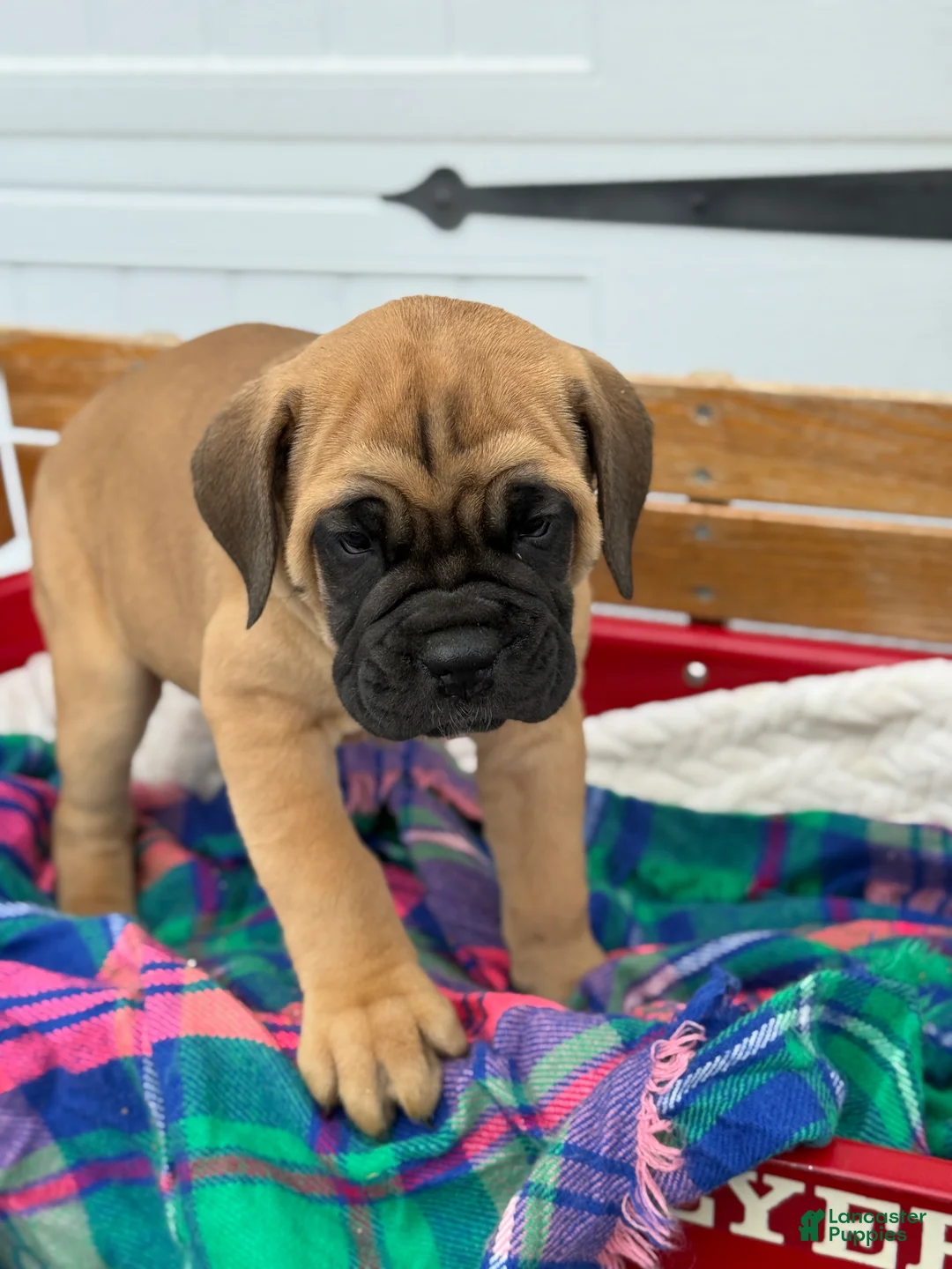 Cane Corso dogs for sale: Audrey - Ad 12