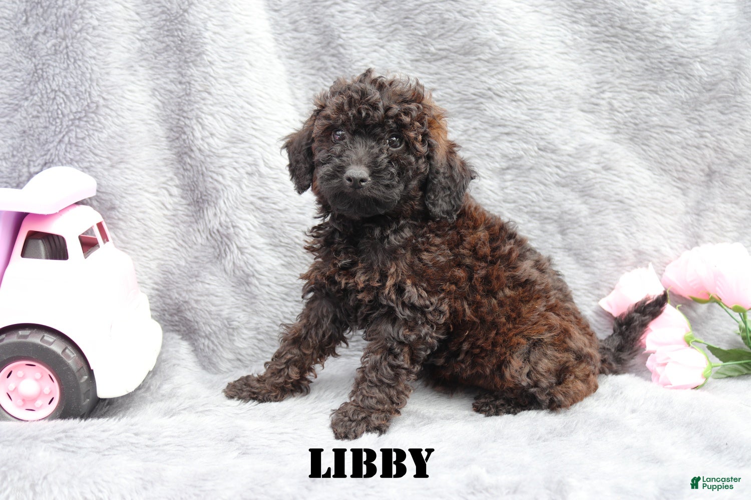 Mini Goldendoodle dogs for sale: Libby - Ad 4