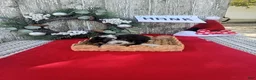 Bernedoodle dogs for sale: Bernedoodle 5 - Ad 2